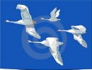 flying swans