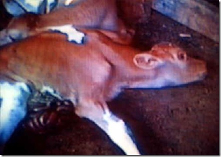 cattle-veal-13