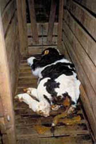 sick_calf