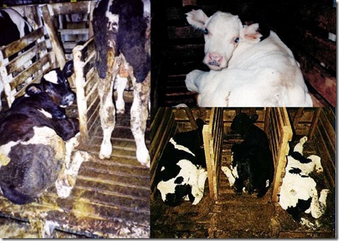 veal