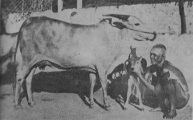 Sri Ramana with Lakshmi and her Calf