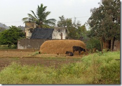View from village - haystack and cows