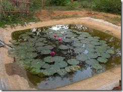 Water lily pond