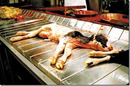 preg-conveyorbeltbig