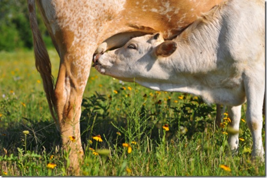 7516calf_nursing